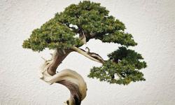 Featured Image for Brain Oriented Programming